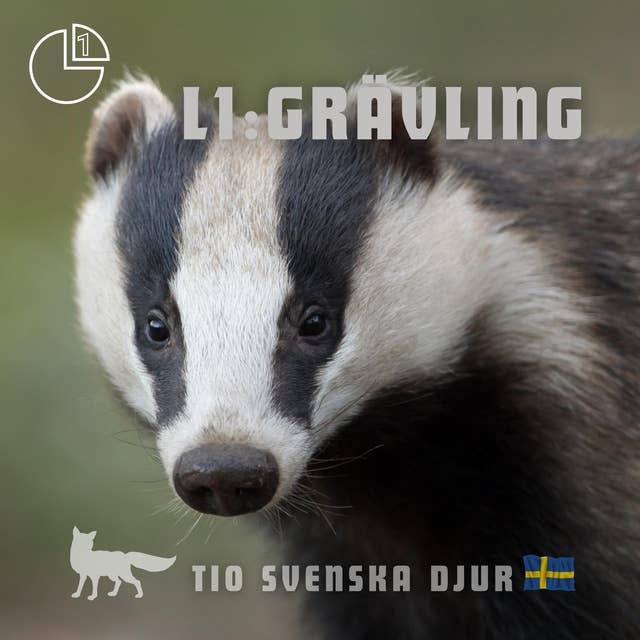 Grävling: Tio svenska djur