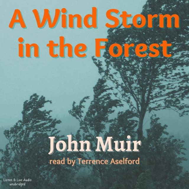 A Wind Storm In The Forest